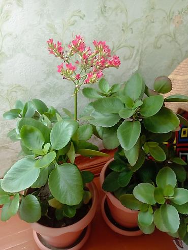 orxideya torpağı: Kalanxoe (Kalanchoe blossfeldiana) saksı bitkisi - Növ: dekorativ — 1