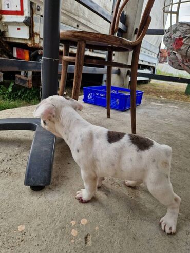 Psi: Štenci francuskog buldoga, oštenjeni 28.07, čekaju svoje nove na lalafo.rs — 8 Psi: Štenci francuskog buldoga, oštenjeni 28.07, čekaju svoje nove — 8