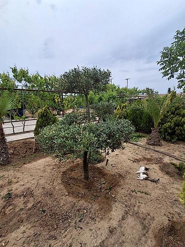 Деревья: Zeytun ağacı – dekorativ formaya salınmış, çoxgövdəli - Növ: Olea — 1