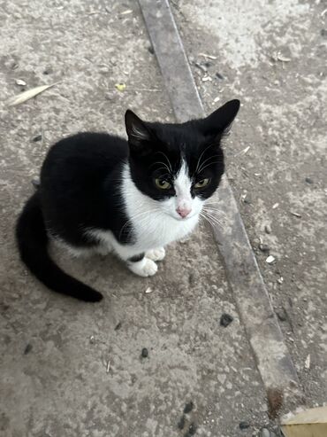 коты токмок: Ласковый красивый шустрый игривый котик ищет себе дом найдись