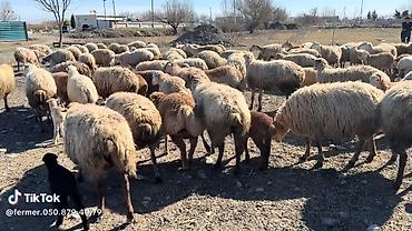 qoyun mal: Dişi, il: 1, Damazlıq, Pulsuz çatdırılma — 5
