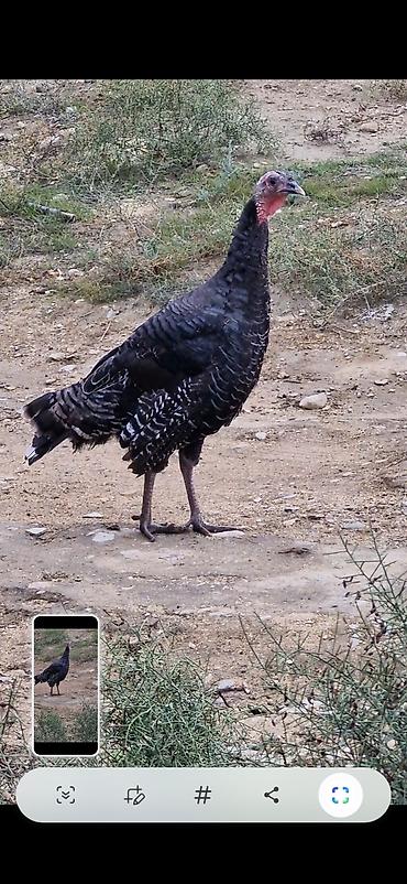 damaz: Məhsul: Hind quşu Amerikan bronz cücələri Təsvir: - Şəkillərdə qara — 1