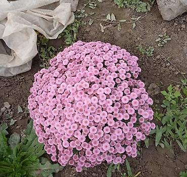 амур рыба: Саженцы — 6