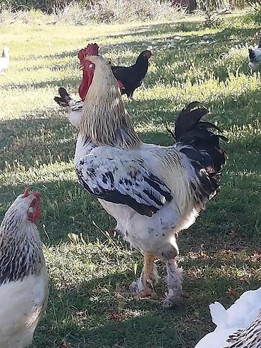 Kənd təsərrüfatı quşları: Diri çəkisi 4-kq. 1 yaşı var. yaxşı damazlığa cücəsi düşür — 2