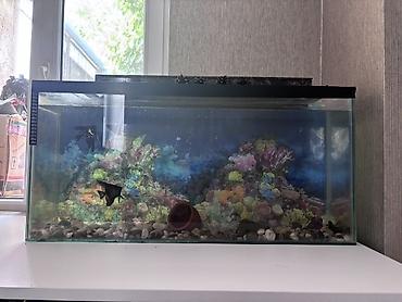 Akvariumlar: İki akvarium birlikdə satılır. Ayrı-ayrı satılmır. Digər aksesuarlar — 1