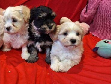 Psi: Na prodaju 5 prelepih dečaka havanskog bišona, stari 3 meseca. Od — 6