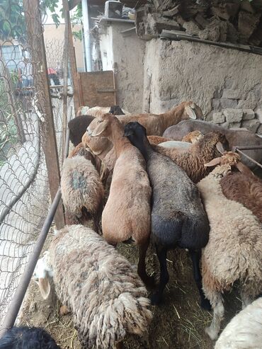 Бараны, овцы: Продаю | Овца (самка), Ягненок, Баран (самец) | Полукровка | На забой, Для разведения