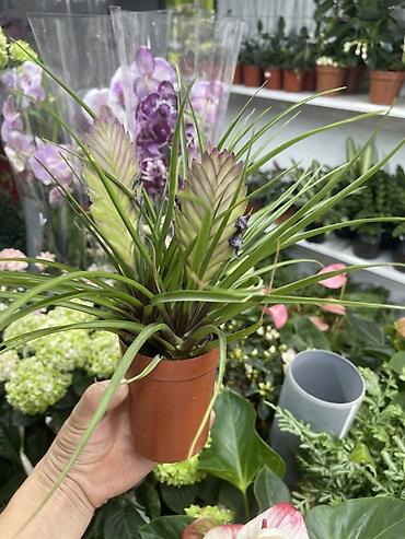 Тилландсия анита (Tillandsia cyanea) в пластиковом горшке. - lalafo.kg да Тилландсия анита (Tillandsia cyanea) в пластиковом горшке. -