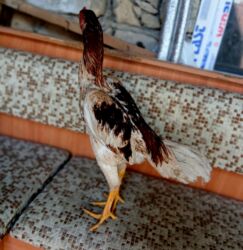 Коровы, быки: Петух, Yapon, лет: 3, Бесплатная доставка