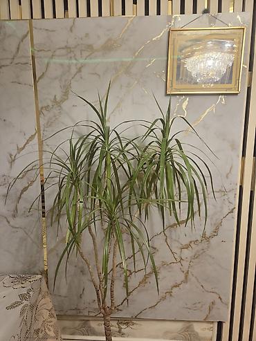 Растения: Dracena marginata (Ejderha ağacı) – otaq bitkisi - Bitki növü — 2