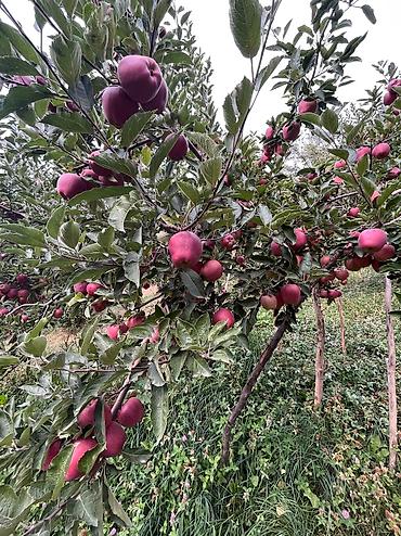 Яблоки: Яблоки Крипсон, Оптом — 11