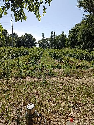 Продажа участков: 4500 соток — 11