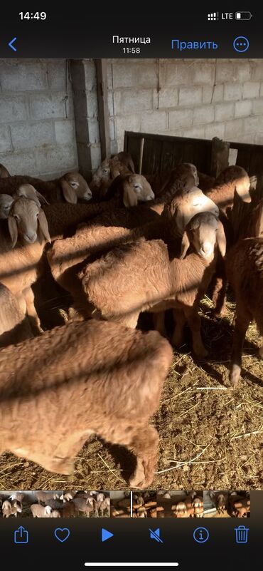 Бараны, овцы: Продаю | Ягненок | Арашан | Для разведения | Племенные at lalafo.kg — 5 Бараны, овцы: Продаю | Ягненок | Арашан | Для разведения | Племенные — 5