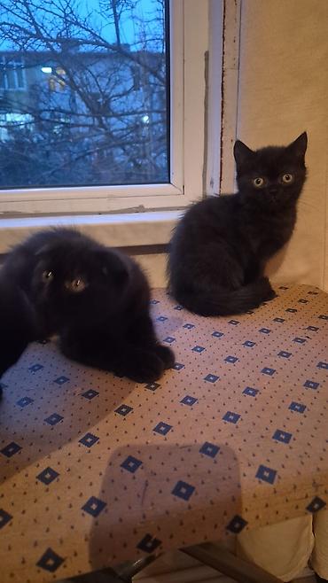 Pişiklər: Şotland yastı qulaq, Erkək, Dişi, Yaxşı əllərə, Ünvandan götürmə, Pulsuz çatdırılma, Ödənişli çatdırılma — 2