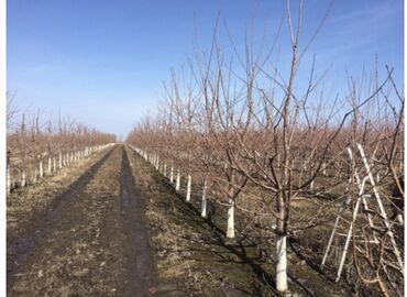 Спил деревьев, заготовка дров: Обрезка любой деревьевещё все сложности лечим больных деревьев стаж — 8