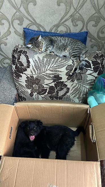 Отдам даром собаку: Собака даром: Дворняжка, 2 месяца, Самка — 5