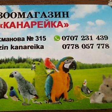 А/ч жаныбарлары үчүн тоюттар: Птенцы ожереловых попугаев! К неволе ожереловые попугаи — 3