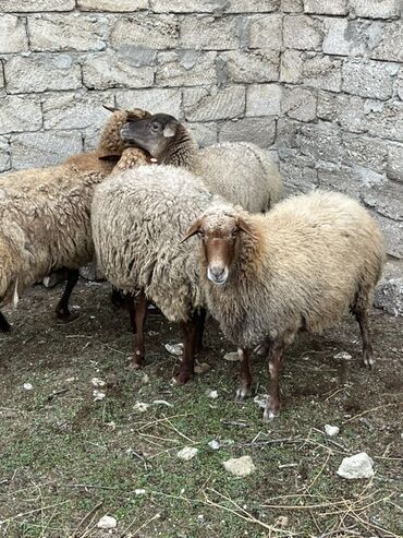 Qoyunlar, qoçlar: Salam tecli satlır sağlam heyvanlardıı qiymət razlşmaq olarr — 5