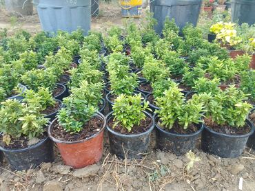 Çöl bitkiləri: Həmişə yaşıl — 5