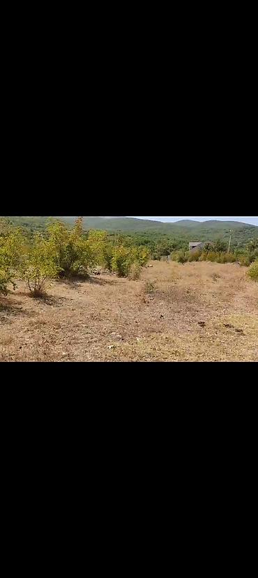 xizi: 12 sot, Kupça (Çıxarış) — 1