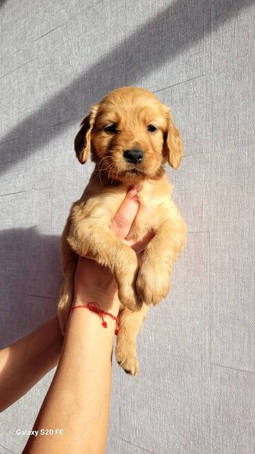 golden dog: Retriever, 3 ay, Erkek