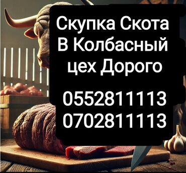 электронные пригласительные: Осуществляем закупку скота для колбасного цеха по выгодным ценам