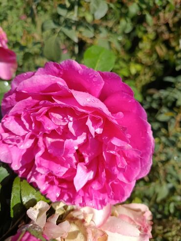 Садовые цветы и кустарники: Садовые розы — срезочные и для посадки Описание: - Разновидности — 2