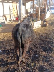 Коровы, быки: Продаю | Бык (самец) | На откорм | Привязанные — 6