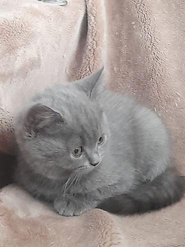 сфинкс котята купить: Котята шотландской породы самостоятельные,серые 2 мальчика бежевая — 6