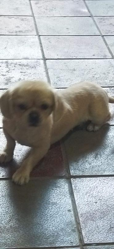 pekines itler: Pekines, Peyvəndli — 2
