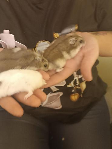 hamster qiymetleri: Hamsterlər – cırtdan növ (cütdən və ya ayrı-ayrılıqda) 30 ədətdi - — 5