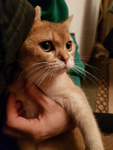 Pişiklər: Qızıl şinşilla, Erkək, Dişi — 6