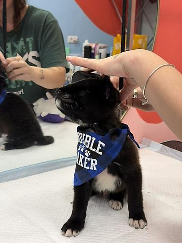 Psi: Štene pronađeno pored kontejnera za udomljavanje – mešanac, crne dlake — 8