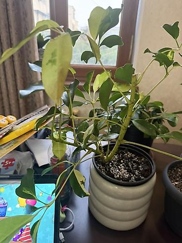 bitki: Variegatlı Schefflera (Umbrella Plant) – otaq bitkisi - Nadir — 3
