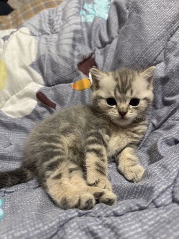 показы 1 354 72 договорная кошка даром британская короткошёрстная 1 год мальчик метис 2 позвонить написать: Шотландские котята (fold/страйт) Шотландец/Британец чистокровный 🐱