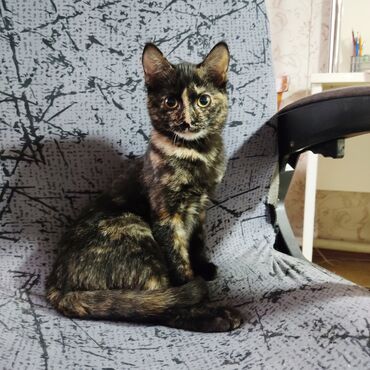 сколько стоит кошка породы мейн кун: 2 месяца, Девочка, Приучена к лотку