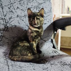 японская порода кошек: 2 месяца, Девочка, Приучена к лотку