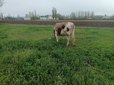 алатауская корова: Продаю | Корова (самка) | Алатауская | Для разведения, Для молока | Стельные