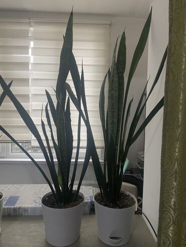 домашнии цветы: Сансевиерия (тёщин язык) в напольных горшках. - Два взрослых высоких