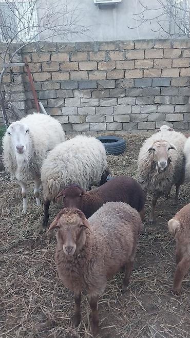 Qoyunlar, qoçlar: Razılaşma yolu ilə çox təcili satılır.balalı balasız fərq etmir — 13