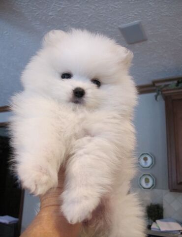 мальтийская болонка баку: Şpitz, 2 ay, Peyvəndli, Ünvandan götürmə