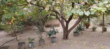 Həyət evləri və villaların satışı: 2 otaqlı, 70 kv. m, Kredit yoxdur, Orta təmir — 8