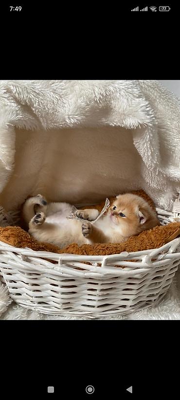 Pişiklər: Qızıl şinşilla, Erkək, Dişi — 7