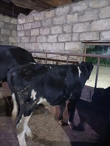 ərkəy dana: Qara-alaca balalıq danalar erkdir - Cins: qara-alaca tipli dana - — 1
