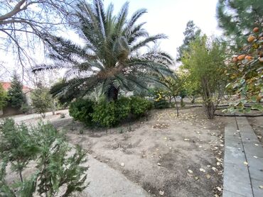 недвижимость в баку: 6 sot, Kənd təsərrüfatı, Mülkiyyətçi, Kupça (Çıxarış)