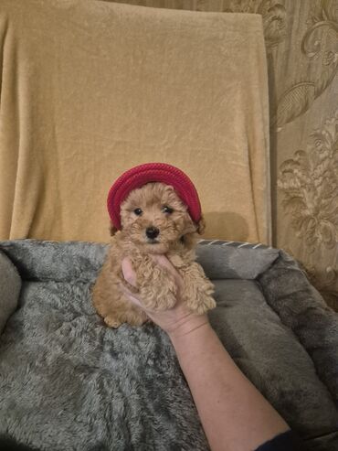 İtlər: Pudel, 2 ay, Erkek, Peyvəndli — 4