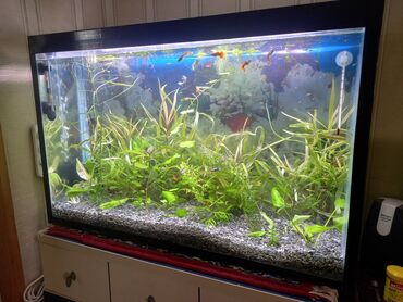 Akvariumlar: Dördbucaq Akvarium, Balıqlarla birlikdə, 90 l, Ünvandan götürmə