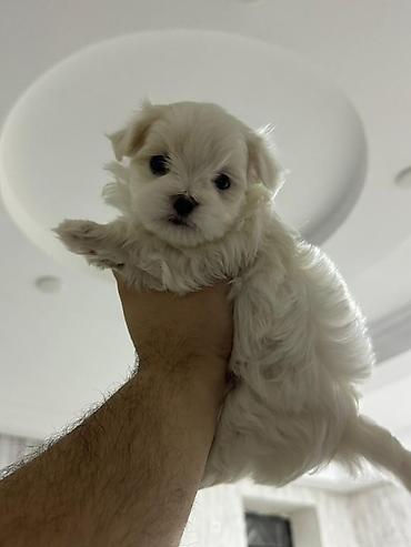 İtlər: Malta bolonka — 1