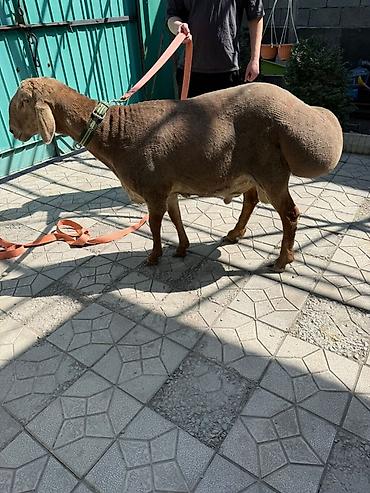 Баран, овца: Продаю | Баран (самец) | Арашан | Для разведения — 2