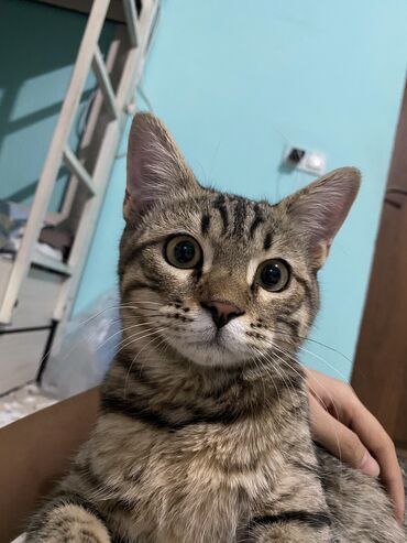когтеточка для кошек на стену: Найден кот! 🐾 13 августа.2025 г. в 11-м микрорайоне, район Кутубаева